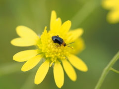 Luperomorpha xanthodera