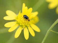 Luperomorpha xanthodera