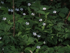Pseudostellaria europaea