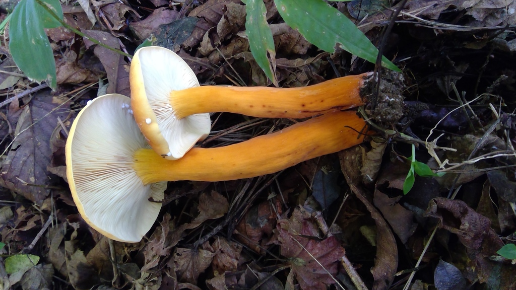 Lactifluus volemus · August 2021 · photo: © atsushi_nakajima_cirque (iNaturalist, cc-by)