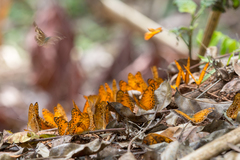 Phalanta eurytis eurytis