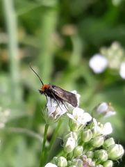 Cauchas rufifrontella