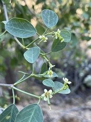Euphorbia hindsiana