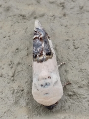 Acontia discoidea