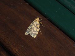 Miltochrista quadrilineata