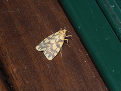 Miltochrista quadrilineata