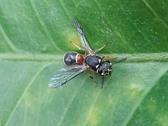 Paraleptomenes miniatus