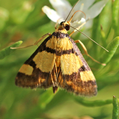 Deuterarcha xanthomela