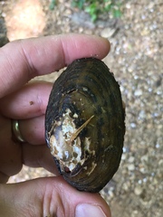 Cambarunio taeniatus