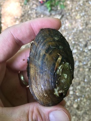 Cambarunio taeniatus