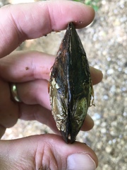 Cambarunio taeniatus