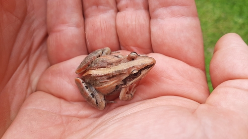 Mozambique ridged frog