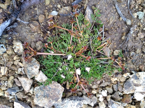 Anisotome deltoidea, 2022-02-07