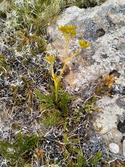Aciphylla polita