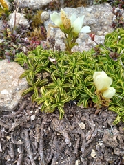 Gentianella decumbens