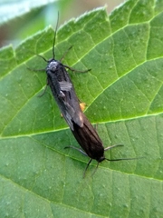 Scythris sinensis