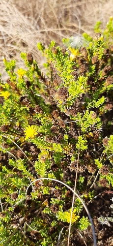 Image of Oedera uniflora by (c) Eugene Hahndiek, some rights reserved (CC BY-SA)
