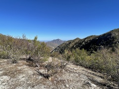 Bursera cerasiifolia