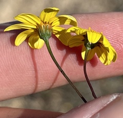 Bidens xanti