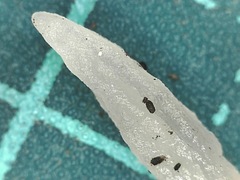 Holtermannia corniformis