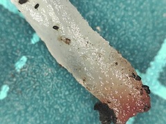 Holtermannia corniformis