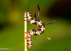 Tinolius eburneigutta