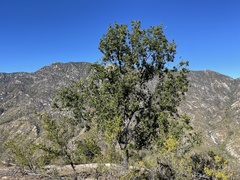 Quercus devia