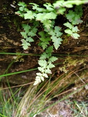 Cystopteris tasmanica