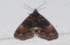 Metalectra richardsi