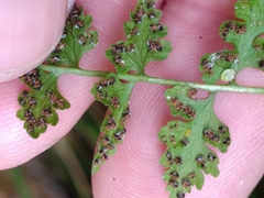 Cystopteris tasmanica