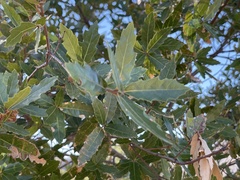 Quercus devia