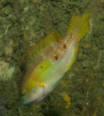 Oxycheilinus bimaculatus