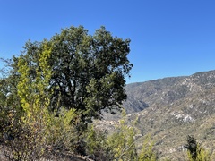Quercus devia