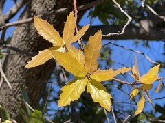 Quercus devia