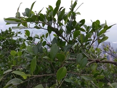 Ficus microcarpa microcarpa