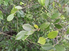 Ficus microcarpa microcarpa