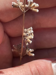 Hyptis collina