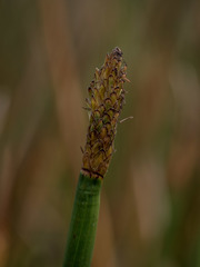 Eleocharis sphacelata