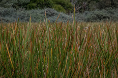 Eleocharis sphacelata