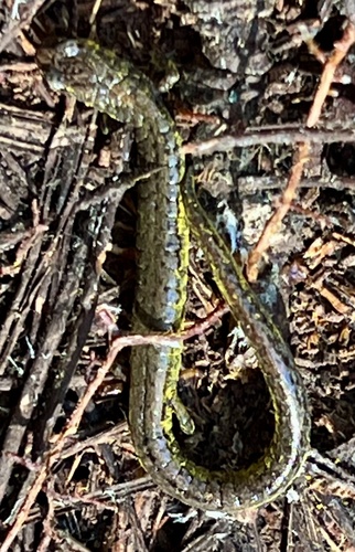 Santa Lucia Mountains Slender Salamander, Batrachoseps luciae