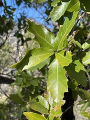 Quercus devia