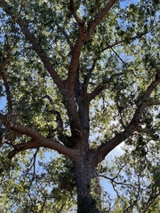 Quercus devia