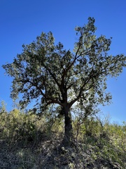 Quercus devia