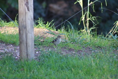 Fringilla coelebs