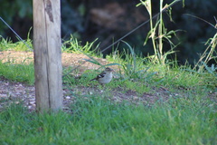 Fringilla coelebs