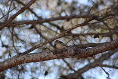 Fringilla coelebs