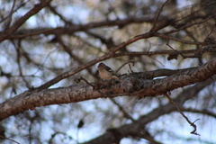 Fringilla coelebs