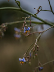 Dianella callicarpa