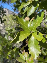 Quercus devia