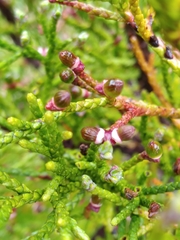Halocarpus